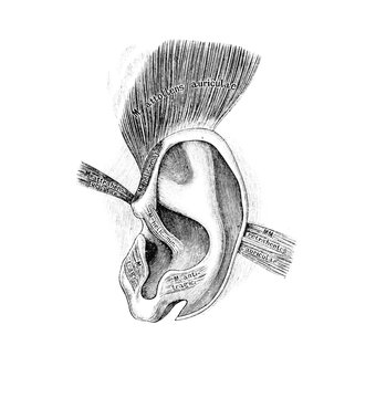 The illustration of muscles of the auricle in the old book die Descriptive Anatomie, by C. Heitzmann, 1870, Wien