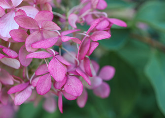 Pink  hydrangea / hortensia. Close-up on a flower showing coloured sepals around the four petals.