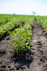 Growing organic plants,garden