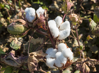 Bud and an open box of cotton on the plantation closeup