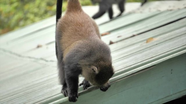 Full shot, brown monkeys hanging around above the roof, in Machame gate Kilimanjaro.