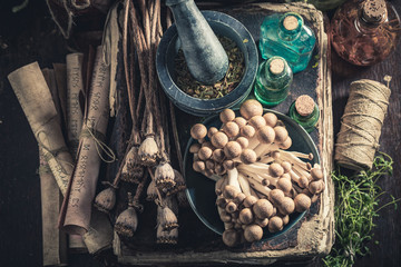 Unique herbalist laboratory with herbs and mushrooms