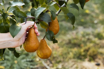 Female hand holds Fresh juicy tasty ripe pear on branch of pear tree in orchard for food or pear juice, harvesting. Crop of pears in summer garden outside. Village, rustic style. Eco, farm products.