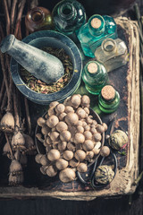 Vintage herbalist laboratory with herbs and mushrooms