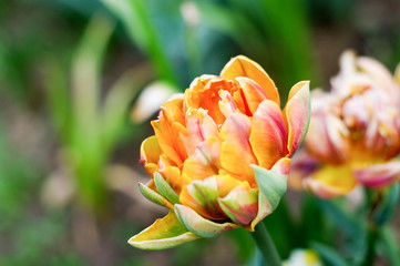 Natural flowers pattern, blooming orange flower, close up.