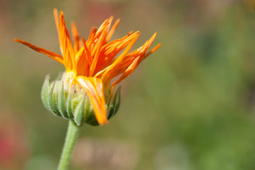 Fototapeta na wymiar Natural flowers pattern, blooming orange flower, close up.
