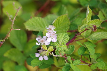 Blooming wild raspberries on the bush with flowers