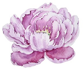 Watercolor hand painted peony flower illustration on white background. Perfect for print, room decor, pattern, fabric, textile design, wrapping paper, scrapbooking, poster, blog.