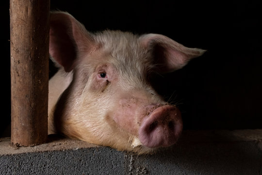 Portrait of an adult sow in the barn
