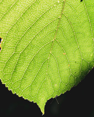 Hoja verde fotografía macro