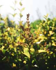 Arbusto en atardecer
