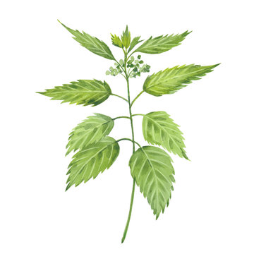 Watercolor Illustration Of Nettle