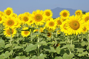 Fototapeta premium ひまわり