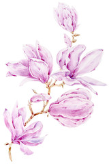 Watercolor hand painted magnolia flowers illustration on white background. Perfect for print, room decor, pattern, fabric, textile design, wrapping paper, scrapbooking, poster, blog.