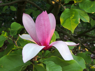 Magnolia Galaxy during flowering. Spring