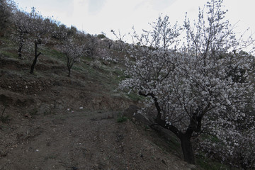 Almendros en Arenas2