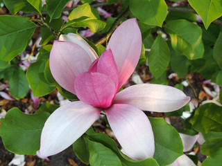 Magnolia Galaxy during flowering. Spring