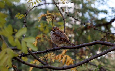 A fat Sparrow sits on a tree branch in the Park. Fattened Sparrow in autumn. Birds singing in the forest. Selective focus. Passer domesticus