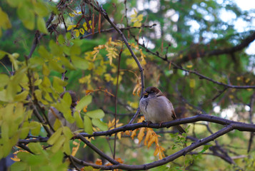 A fat Sparrow sits on a tree branch in the Park. Fattened Sparrow in autumn. Birds singing in the forest. Selective focus. Passer domesticus