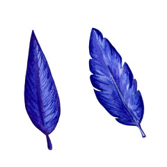 Watercolor blue exotic leaves painting. Hand painted exotic leaves illustration for summer design.