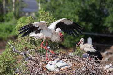 stork returning to their nests in the spring months, the stork's nest, stork puppies © kazim kuyucu