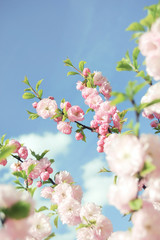 Branch of blooming Chinese almond tree in blue sky