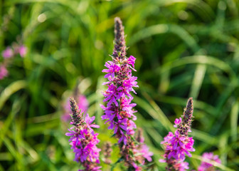 Pink flowers of Ivan tea plant on a blurry background on a sunny day.