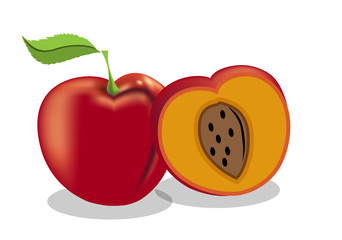 red plum vector on white background