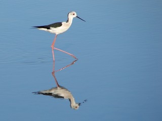 Obraz premium Black-winged Stilt (Himantopus himantopus)