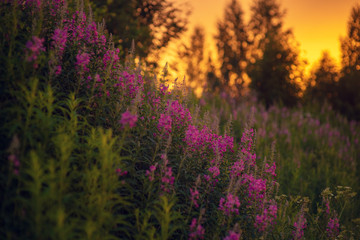 Purple field of blooming sally at sunset.  	