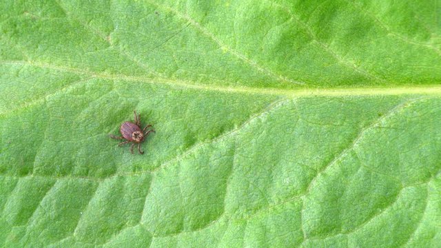 Tick on the leaf. Ornate sheep tick creeping. 4K