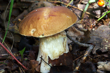 Picking mushrooms in the forest