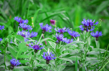 Blue daisy flower. Flower in garden at sunny summer or spring day. Flower for postcard beauty decoration and agriculture concept design. Beautiful flower in tropical garden. Colorful flower. flower pa