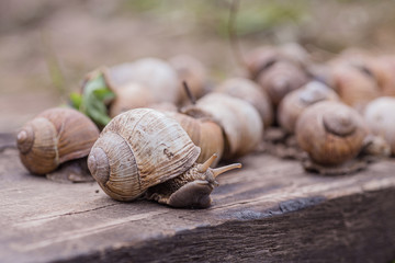 bunch of hand-picked grape snails, summer day in garden. Grape snail farm for restaurants. edible snail or escargot, is a species of large, edible, air-breathing land on wooden plank.