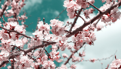 Spring flower landscape. Spring blooming spring flowers against blue sunny sky. White flowers in spring. Spring flower landscape. copyspace