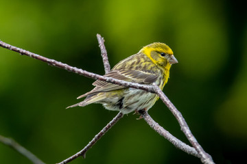 uccelino colorato giallo su rametto