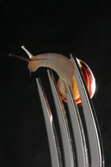 SCHNECKE 