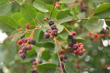 Ripe berries, Shadberry.