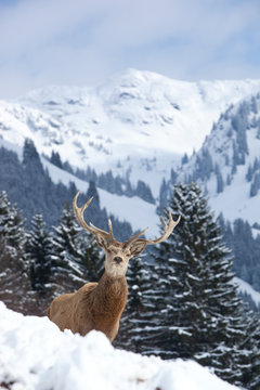 Rotwild im Winter