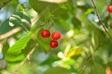 Ripe forest cherry.