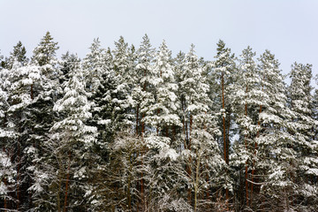 Snow-covered beautiful fir trees of the Ukrainian Carpathians.