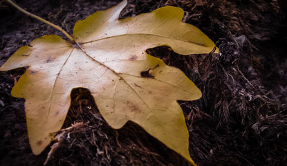 Yellow maple leaf in autumn on stale grass