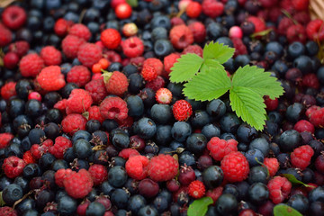 basket with berries