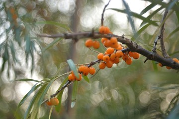 Autumn harvest of sea buckthorn.