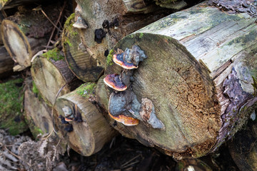 wood pile with round cut tree wood covered with growing mushrooms, close-up, day