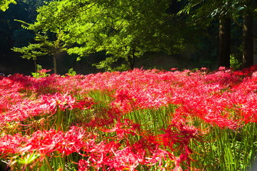 flowers in the garden