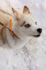 Siberian Husky puppy head on snow background.
