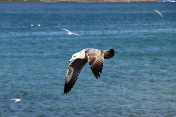 Fototapeta premium Seagull in flight in Muscat