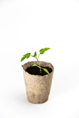 Tomato seedling in recycled paper cup closeup