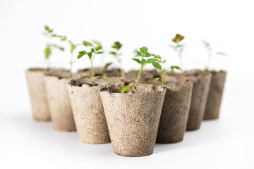 Fresh green little tomatoes seedlings in eco biodegradable pots on white background isolated